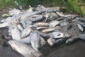 Diduga Keracunan, Ratusan Ikan Mati Mendadak