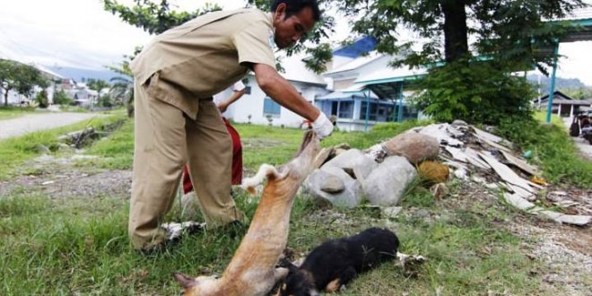 Eliminasi 1.250 Anjing Liar
