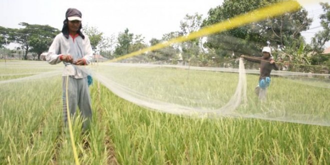 Hama Keong Merajalela