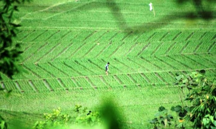 Komitmen Tambah Produksi Padi, Targetkan 600 Hektare Sawah Baru