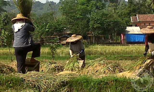 Petani Percepat Masa Tanam
