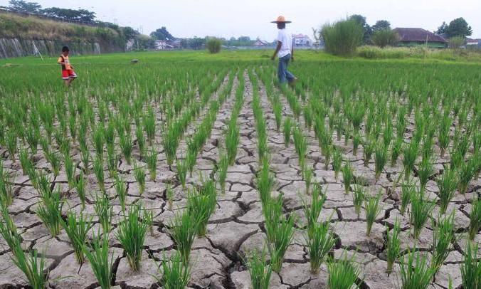 Distanbunhut Genjot Produksi Beras