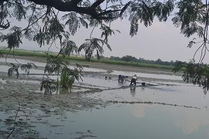 Situ Cipalahlar Diterpa Kekeringan