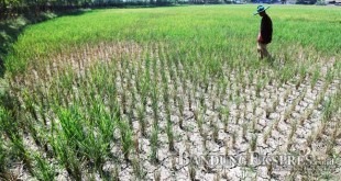 28,3 Hektare Sawah Kekeringan