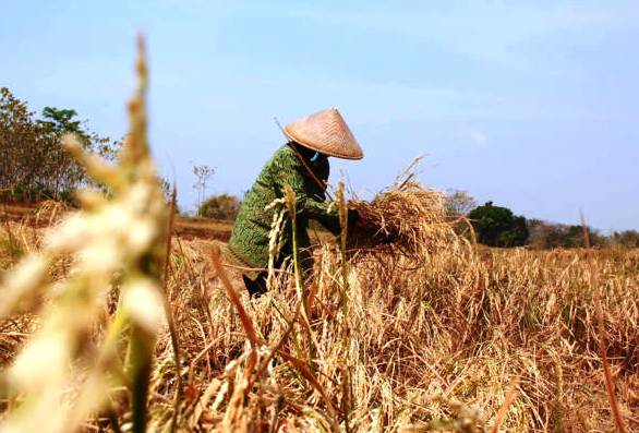 Dua Pekan Beras Naik