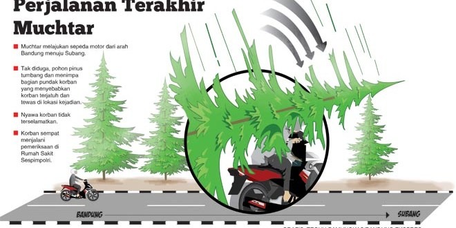 Tewas Tertimpa Pohon Pinus