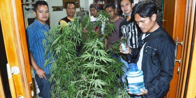 Belajar Tanam Ganja dari Google