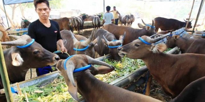 Jamin Kuota Kurban Aman