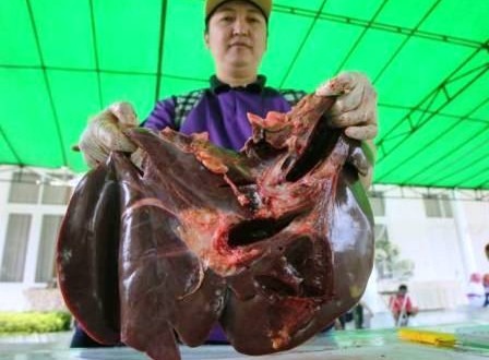 Gratis Tiga Hari Potong Daging