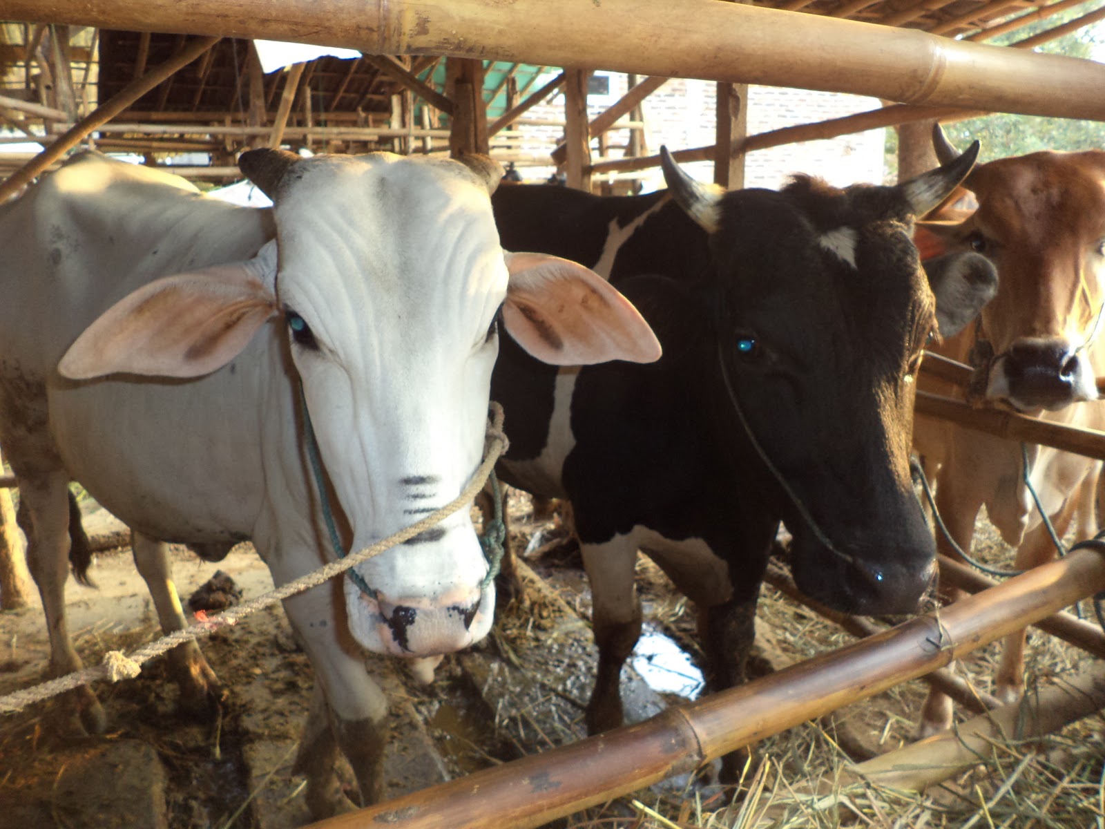 Jelang Idul Adha, Distan KP Uji Kesehatan Hewan Kurban