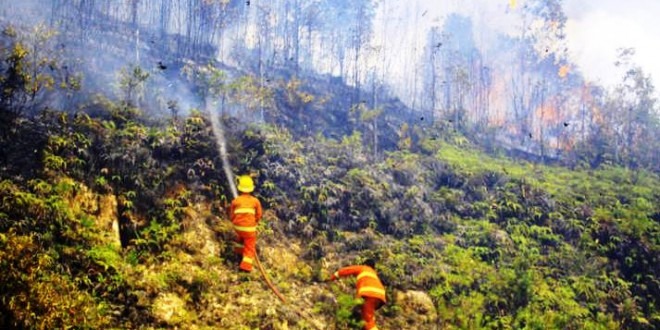 Hutan dan Lahan di Jateng, Jatim, dan Sulut Terbakar