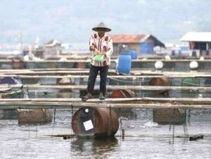 Target Produksi Ikan Tawar 45 Ribu Ton
