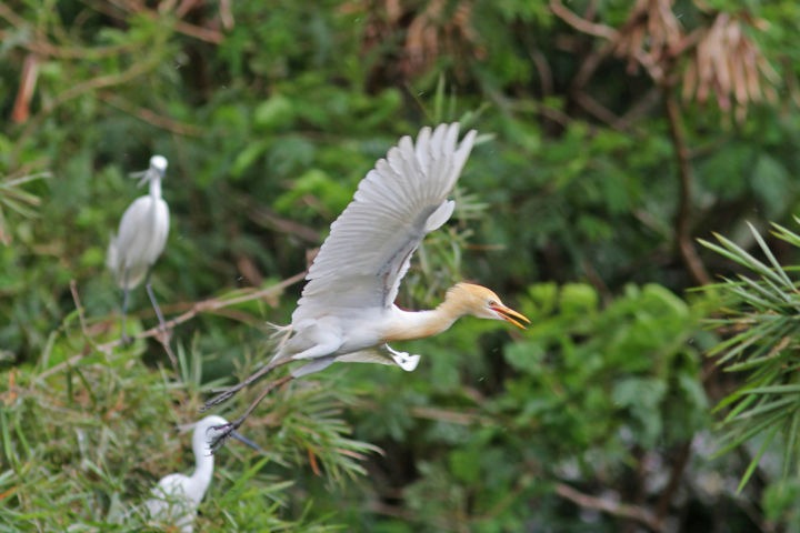 Lestarikan Kampung Blekok