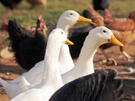 Pemkab Waspadai Flu Burung