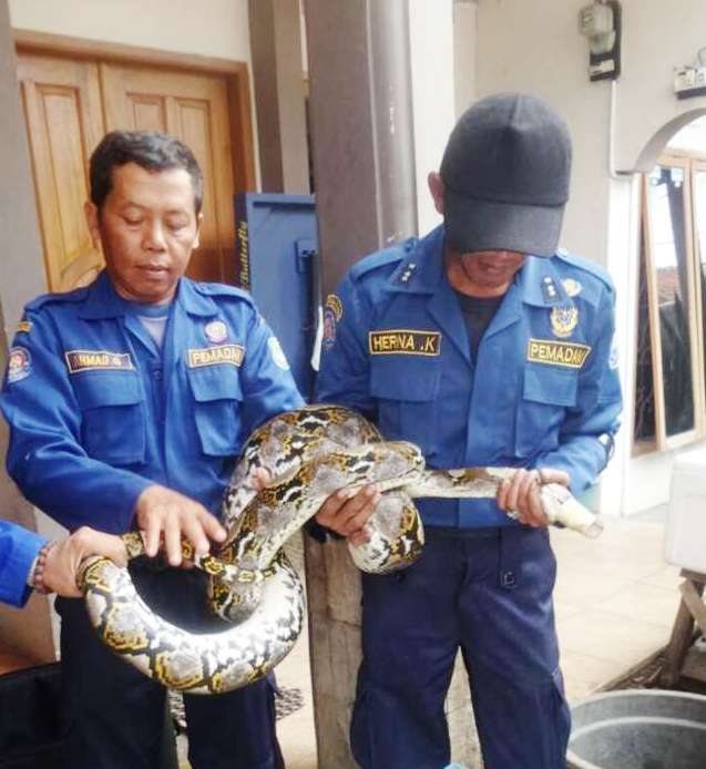 Ular Sanca 4 Meter Gemparkan Warga Antapani