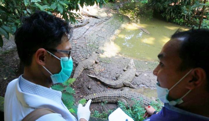 Pengelola Bonbin Salahkan Singa