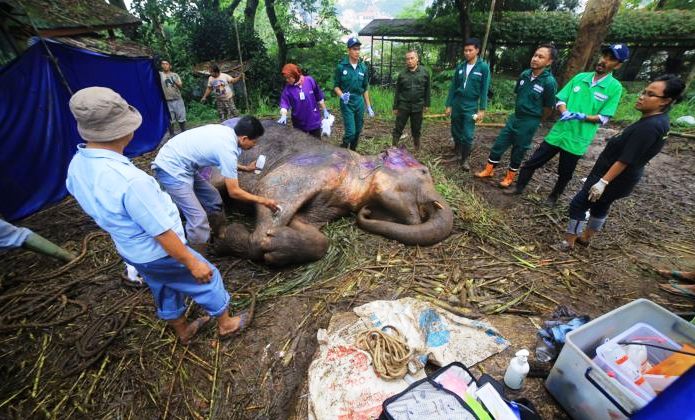 Kecewa-Prihatin, Gajah ”Yani” Mati
