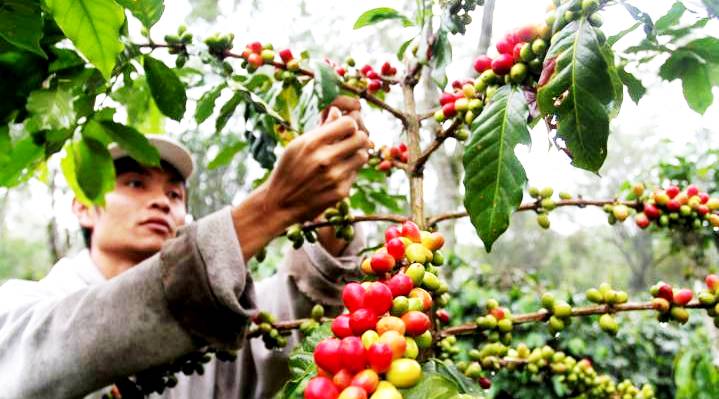 Petani Kopi Minta Harga yang Adil