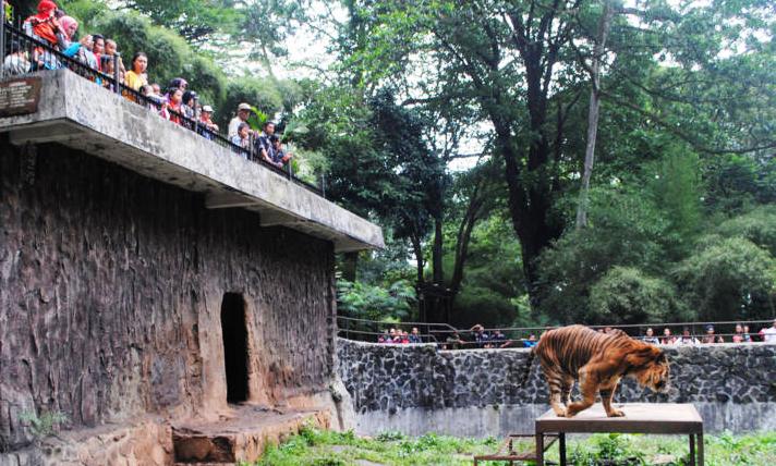 Kebun Binatang Bandung Tidak Punya Dokter Spesialis Satwa Liar