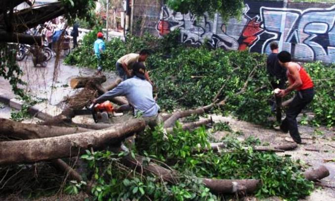 Warga Diminta Melapor Pohon Tumbang