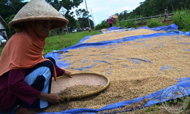 Petani Banjar Mulai Panen
