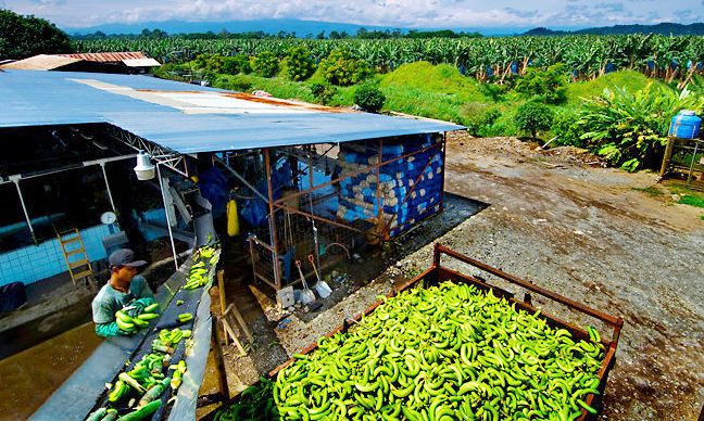 Ikuti Pola Banana Green Belt