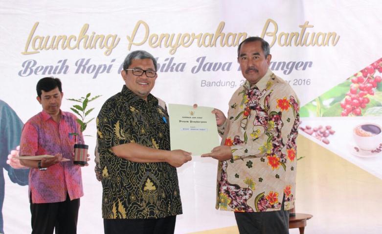 Terima 183.500 Batang Benih Kopi Arabika