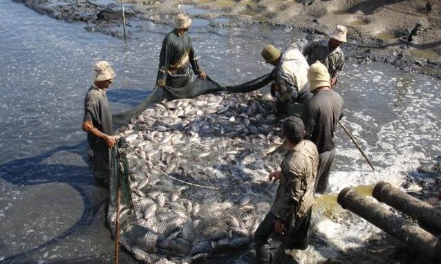 Tingkat Konsumsi Ikan Masih Rendah