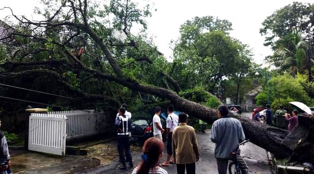 Waspadai Pohon Tumbang
