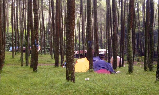 Perhutani Akan Tanam 194.375 Pohon