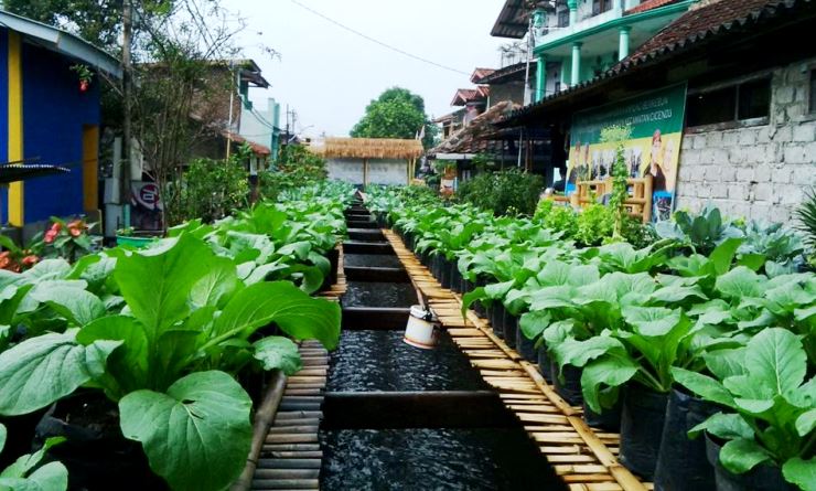 Rubah Sungai Citepus Jadi Hijau