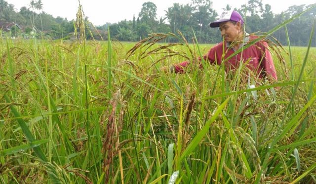 Cianjur Kembangkan Varietas Beras Hitam