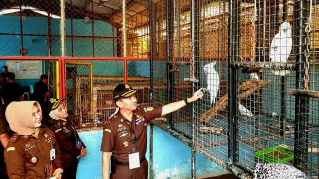 Dirjen KSDAE Akan Tinjau 441 Satwa Sitaan