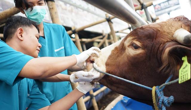 Puluhan Hewan Kurban Ditemukan Tak Layak