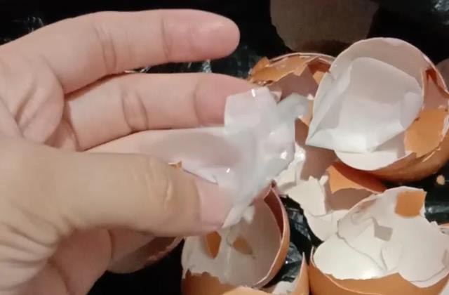 Diduga Beredar Telur Palsu