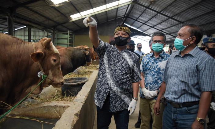 227 Sapi dan 155 Domba Tak Layak Kurban