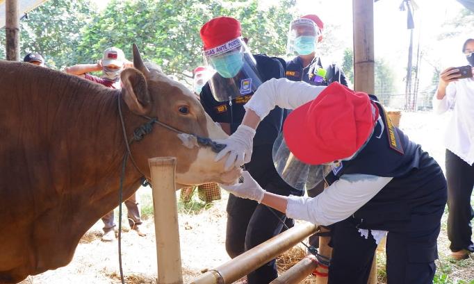 241 Hewan Kurban di Bandung Tak Layak Jual