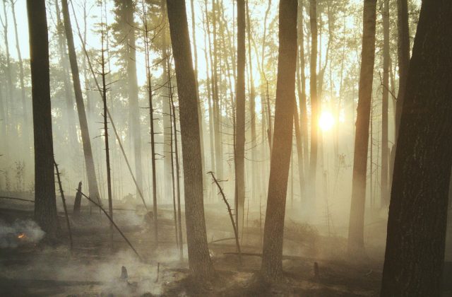 Ilustrasi kawasan hutan terdampak kebakaran untuk berita hotspot nasional