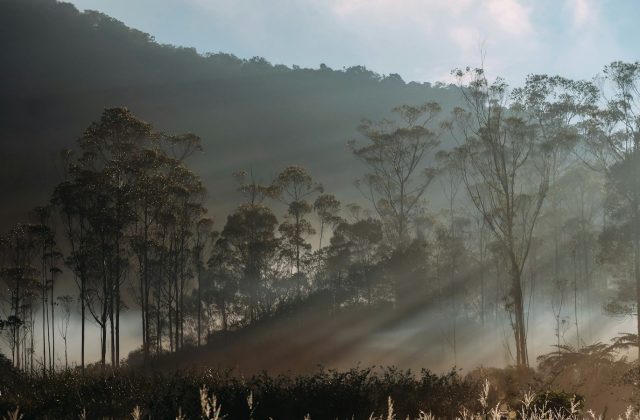 Ilustrasi hutan pada musim kering untuk berita risiko karhutla dan El Nino BMKG