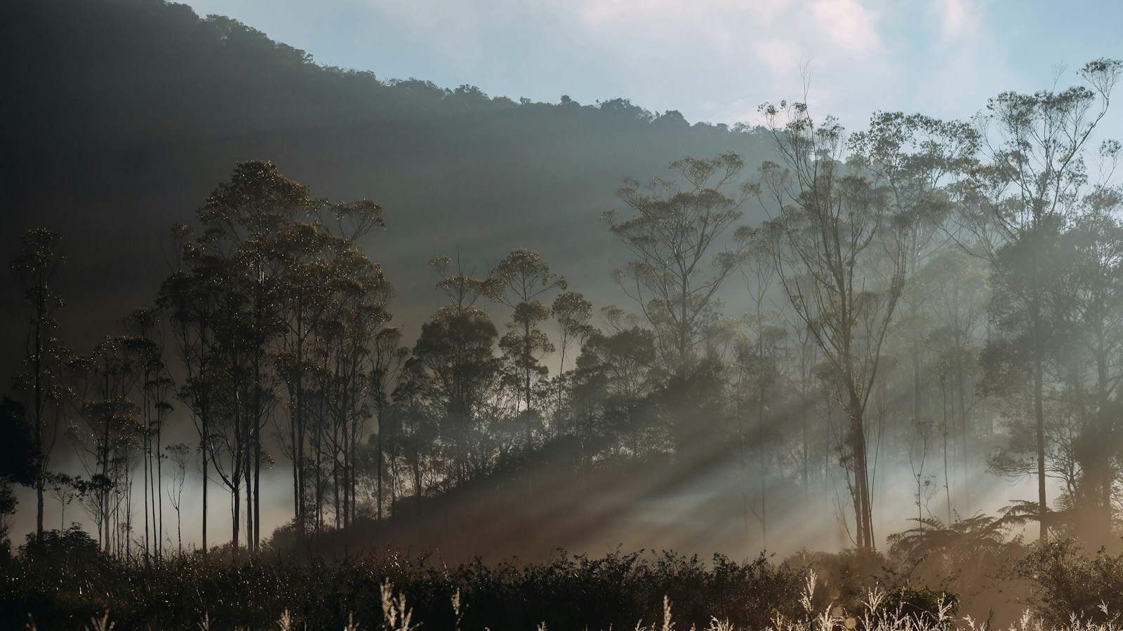 Ilustrasi hutan pada musim kering untuk berita risiko karhutla dan El Nino BMKG
